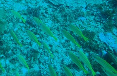 Lutjanus kasmira