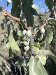 Elaeagnus commutata
