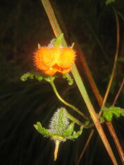 Caiophora contorta