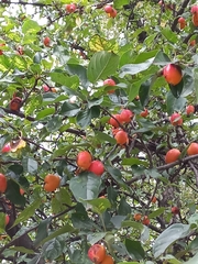Rosaceae