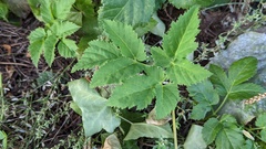 Aegopodium podagraria