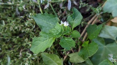 Solanum nigrum
