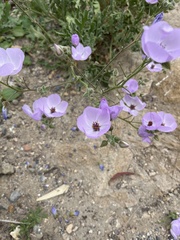 Cristaria glaucophylla