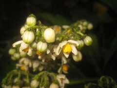 Solanaceae