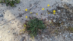 Crepis capillaris