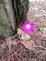 Ipomoea orizabensis orizabensis