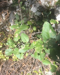 Shepherdia canadensis