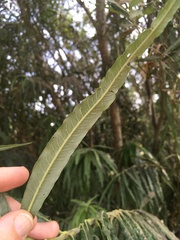 Salix viminalis