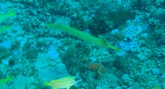 Aulostomus chinensis