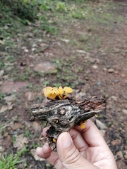 Dacrymyces spathularia