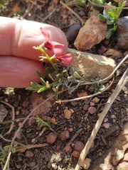Indigofera heterophylla