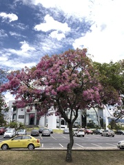 Chionanthus pubescens