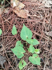 Ipomoea orizabensis orizabensis