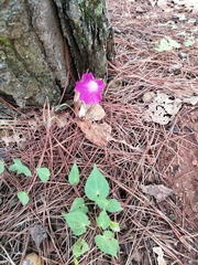 Ipomoea orizabensis orizabensis
