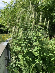 Agastache scrophulariifolia