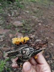 Dacrymyces spathularia