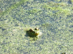 Lithobates catesbeianus
