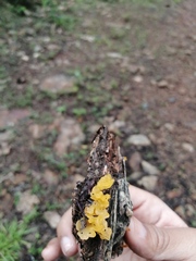 Dacrymyces spathularia