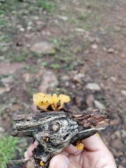 Dacrymyces spathularia