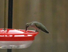 Archilochus colubris