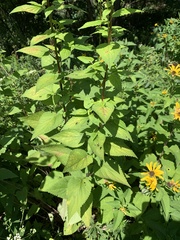 Agastache scrophulariifolia