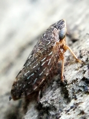 Anoscopus