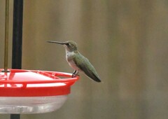 Archilochus colubris