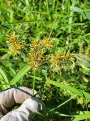 Cyperus odoratus