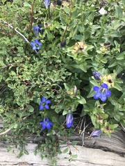 Gentiana calycosa