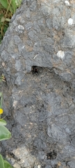 Philaeus chrysops