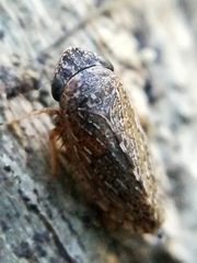 Anoscopus