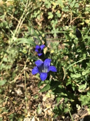 Gentiana calycosa