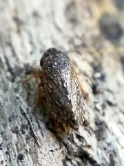 Anoscopus