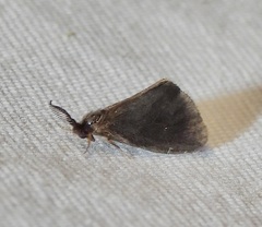 Cryptothelea gloverii