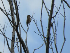 Coccothraustes coccothraustes