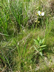 Sagittaria graminea