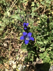 Gentiana calycosa