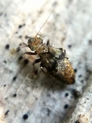 Pteroxanium kelloggi
