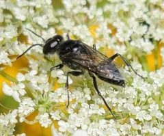 Astata