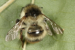 Bombus sylvarum