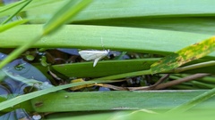 Cataclysta lemnata