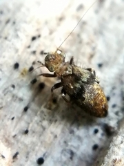 Pteroxanium kelloggi