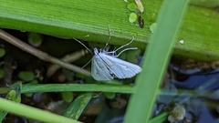 Cataclysta lemnata
