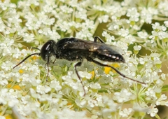 Astata