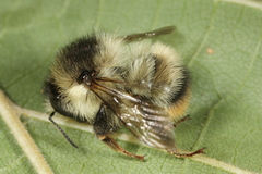 Bombus sylvarum