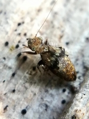 Pteroxanium kelloggi
