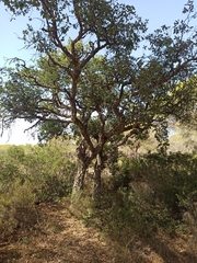 Quercus suber