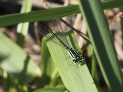 Ischnura