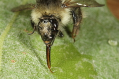 Bombus sylvarum
