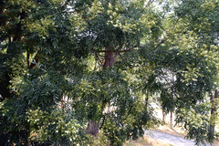 Styphnolobium japonicum